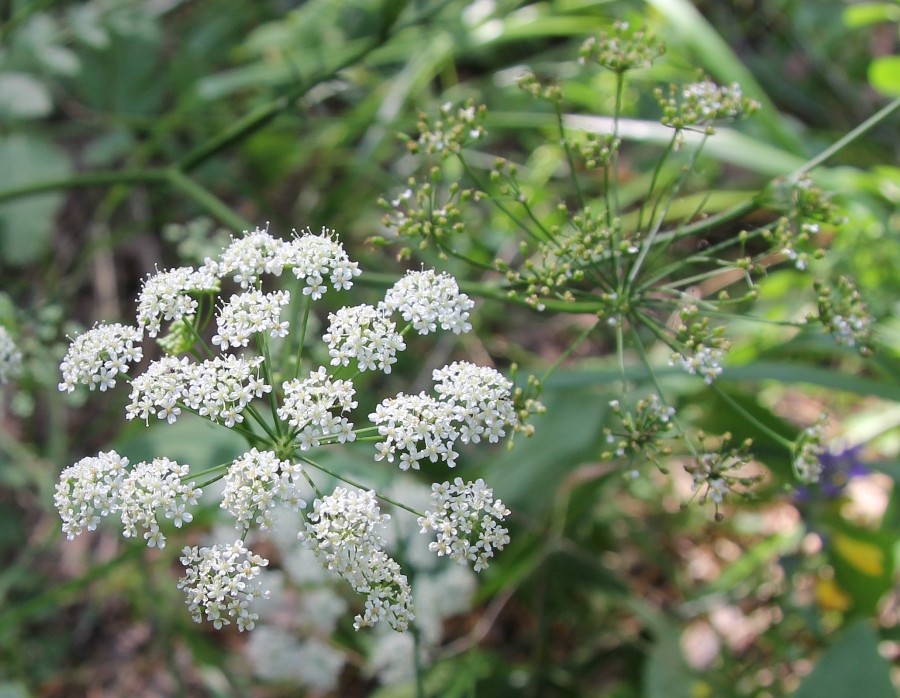 Изображение особи Pimpinella saxifraga.