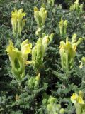 Scutellaria taurica. Верхушки побегов с соцветиями. Крым, предгорья, окр. с. Терновка. 5 августа 2011 г.