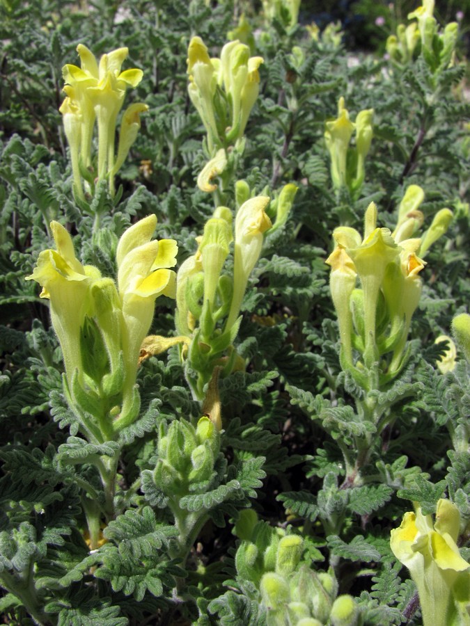 Изображение особи Scutellaria orientalis.