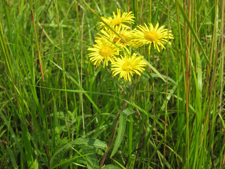 Изображение особи Inula japonica.