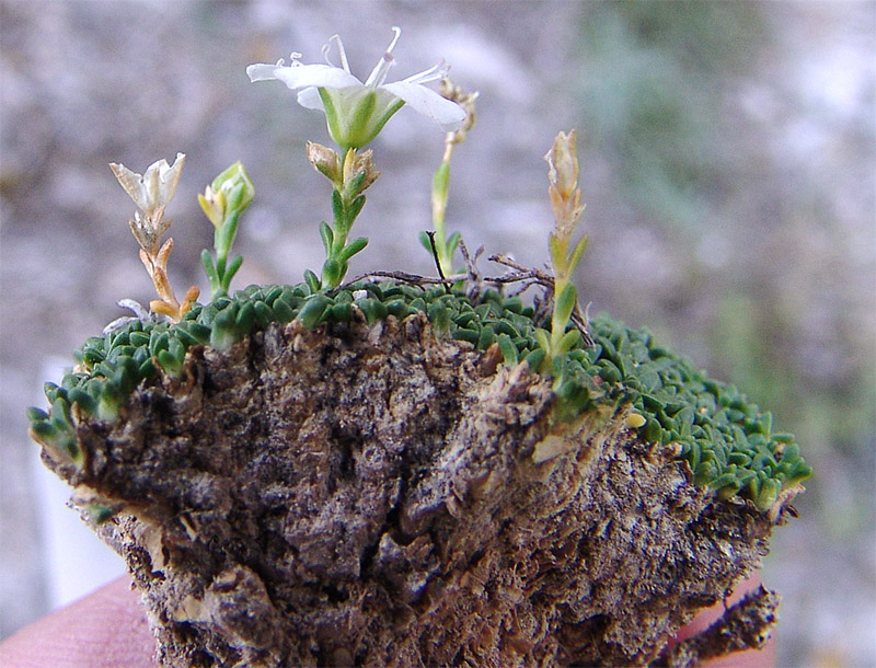 Изображение особи Gypsophila imbricata.