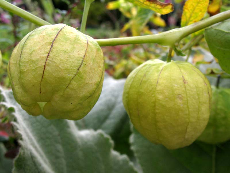 Изображение особи Physalis ixocarpa.