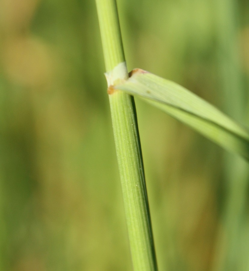 Изображение особи Helictotrichon pratense.