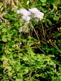 Thalictrum aquilegiifolium. Верхушка цветущего растения. Московская обл., Одинцовский р-н, окр. ст. Полушкино, опушка смешанного леса. 29.06.2011.