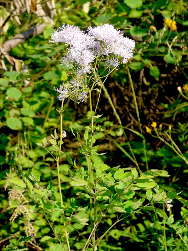 Image of Thalictrum aquilegiifolium specimen.