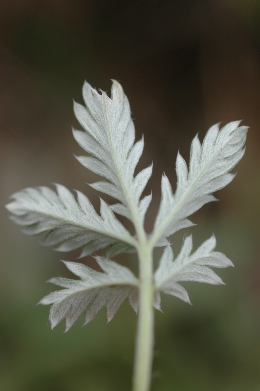Image of Potentilla pamiroalaica specimen.