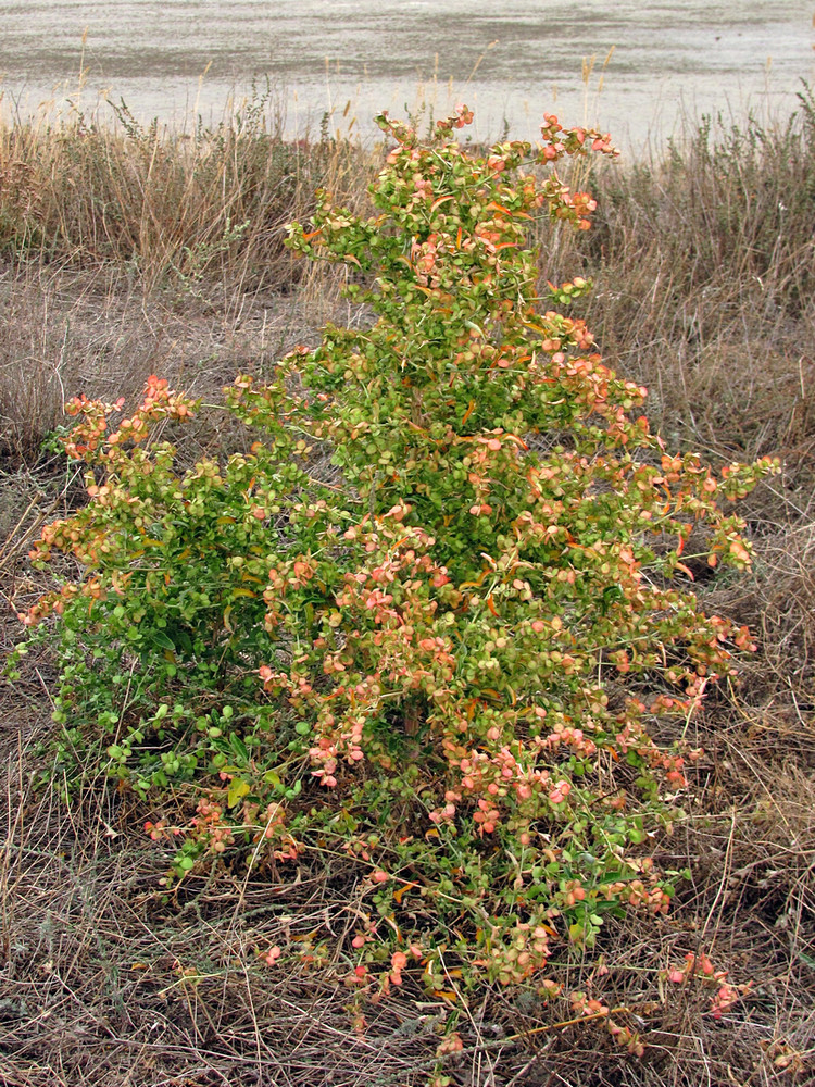 Изображение особи Atriplex aucheri.