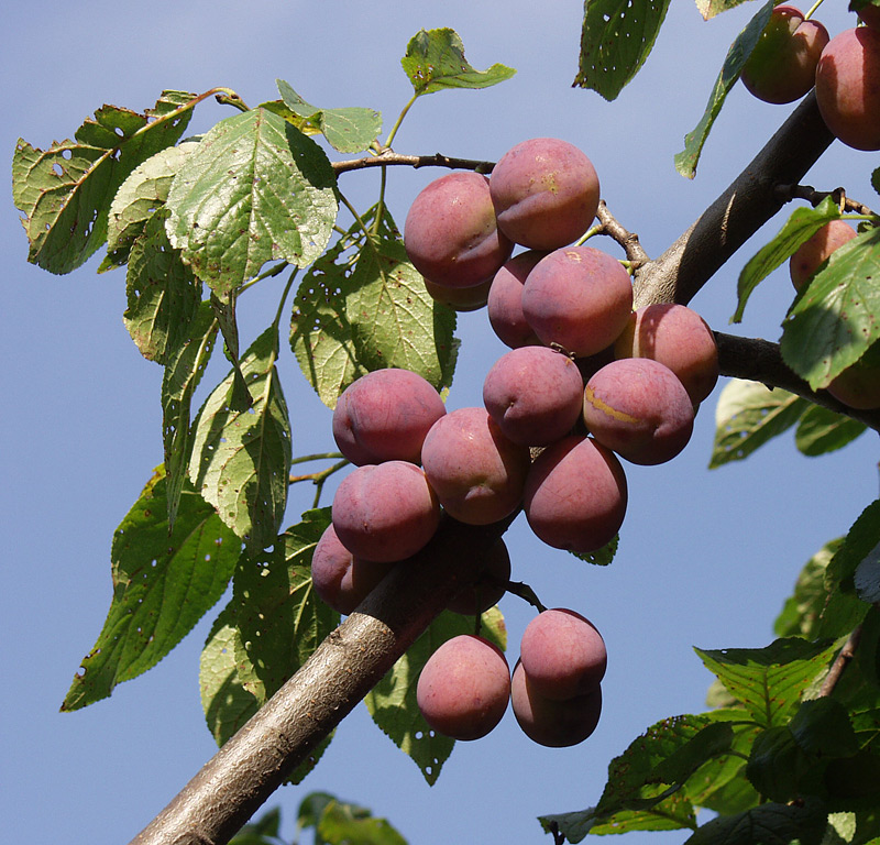 Изображение особи Prunus domestica.