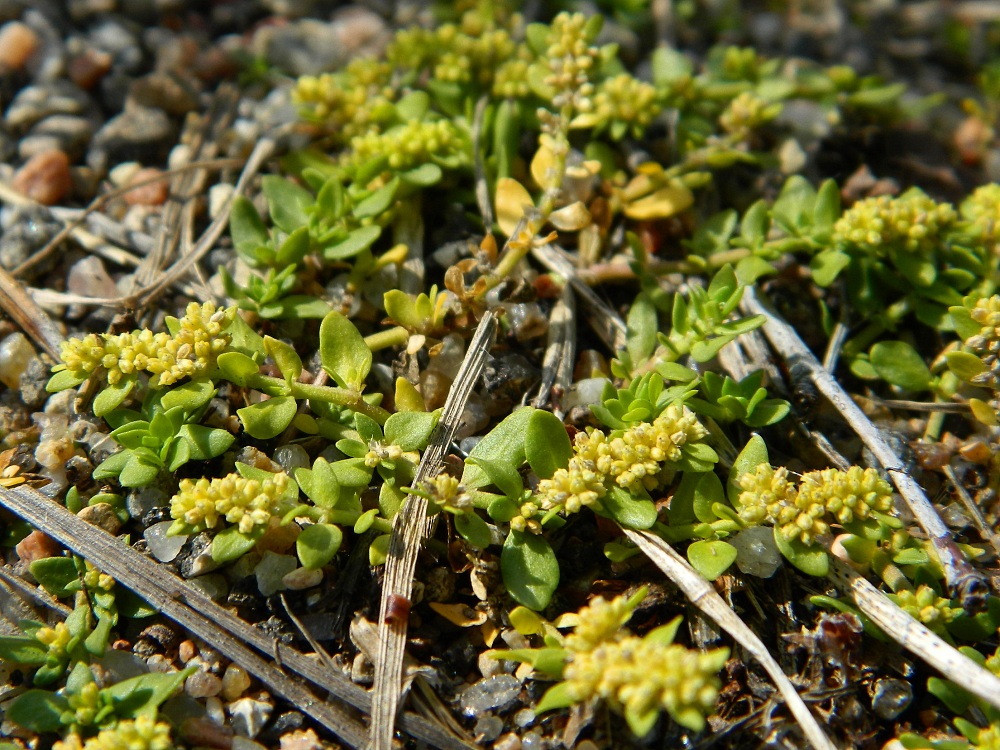 Image of Herniaria glabra specimen.