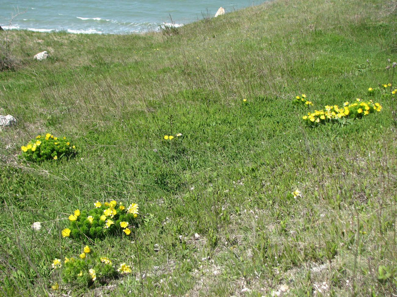 Изображение особи Adonis vernalis.