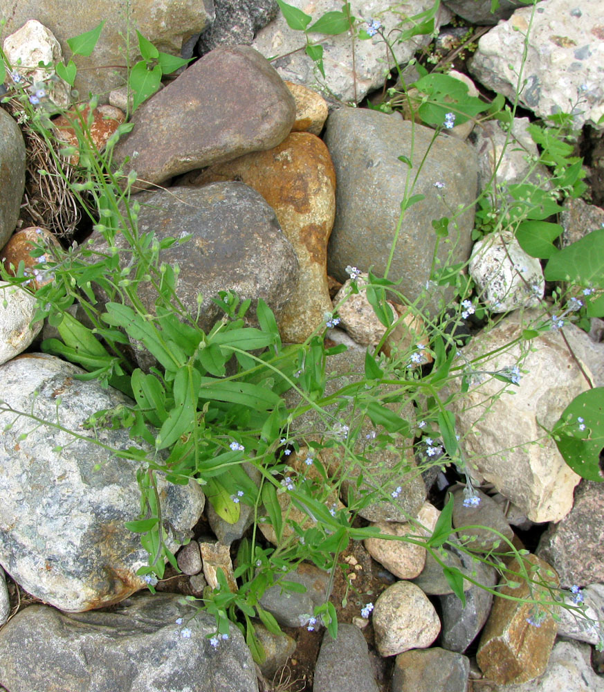 Изображение особи Myosotis arvensis.