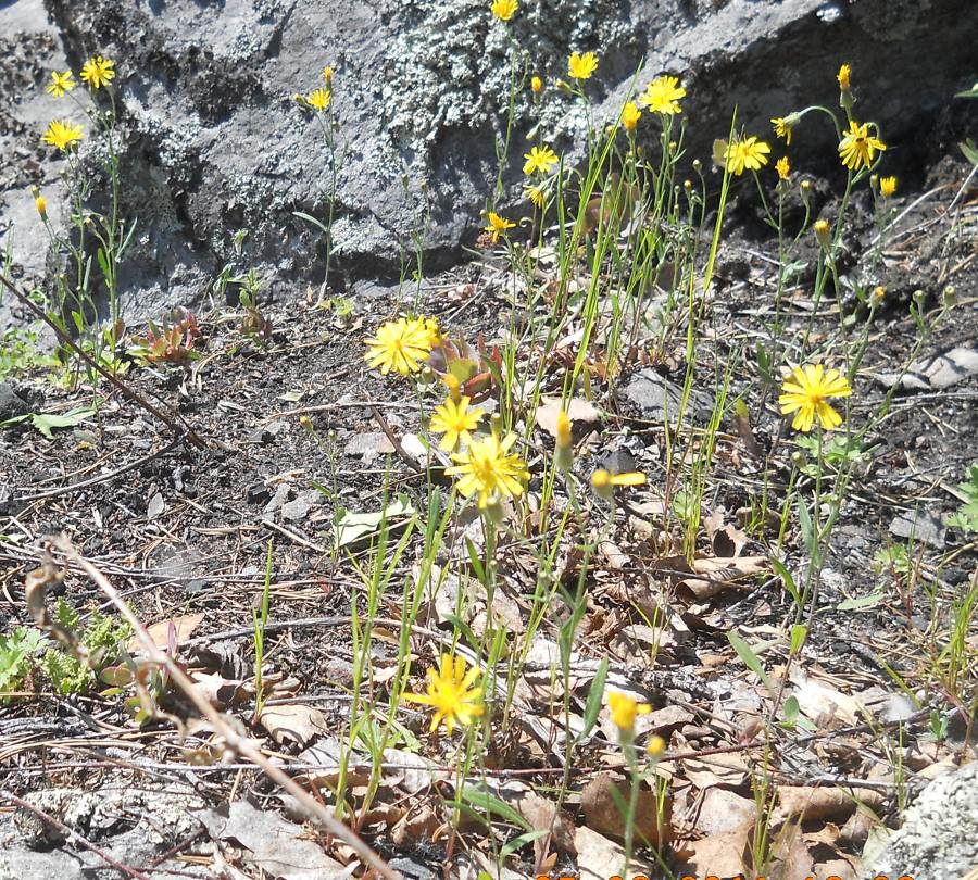 Изображение особи Crepis tectorum.