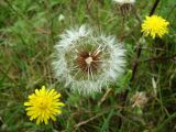 Crepis rhoeadifolia