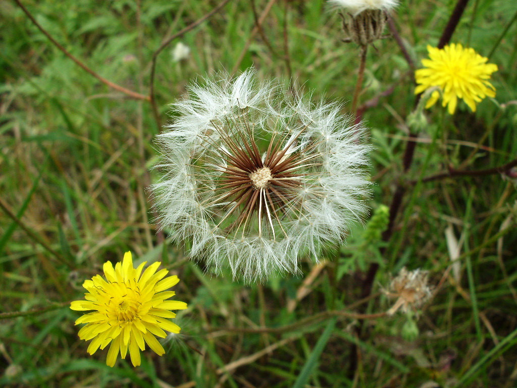 Изображение особи Crepis rhoeadifolia.