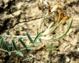 Astragalus juratzkanus