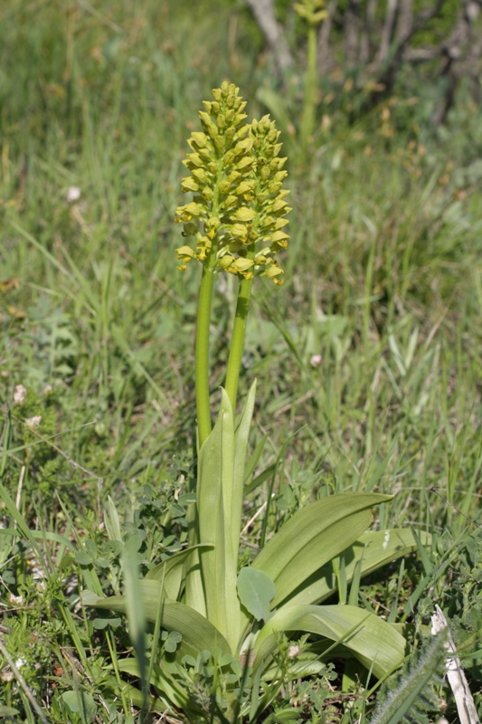 Изображение особи Orchis punctulata.