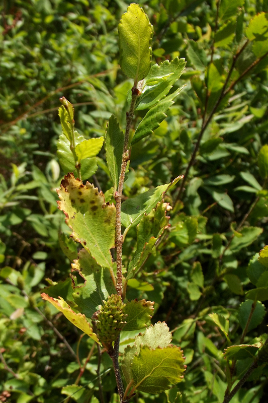Image of Betula humilis specimen.