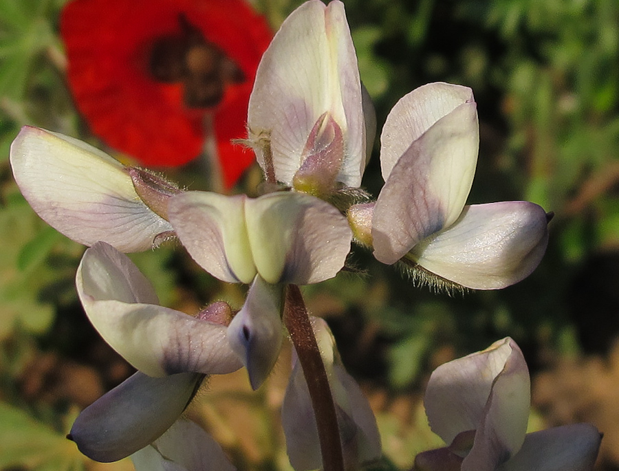 Изображение особи Lupinus palaestinus.