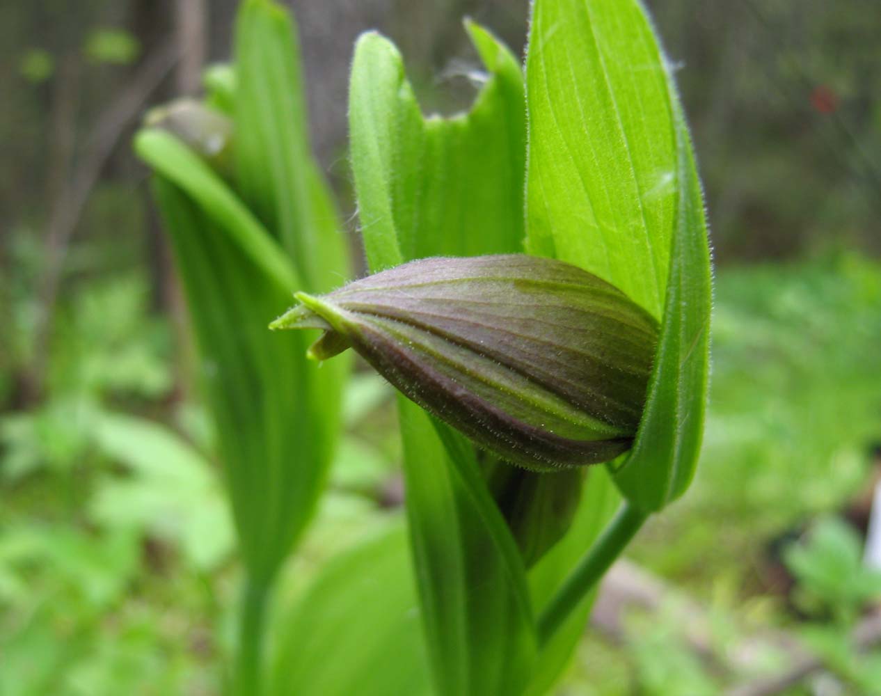 Изображение особи Cypripedium calceolus.