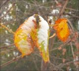 Aesculus hippocastanum