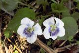 Viola sororia