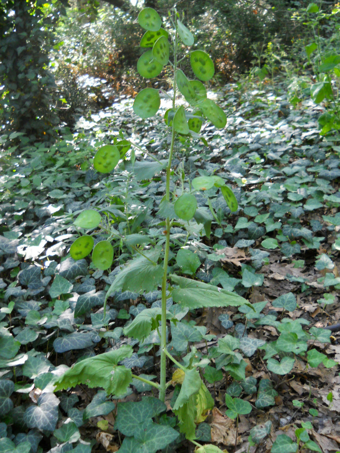 Image of Lunaria annua specimen.