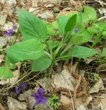 Viola hirta