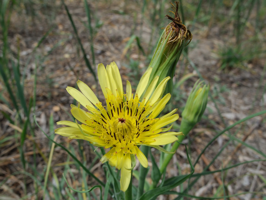 Изображение особи Tragopogon dubius.