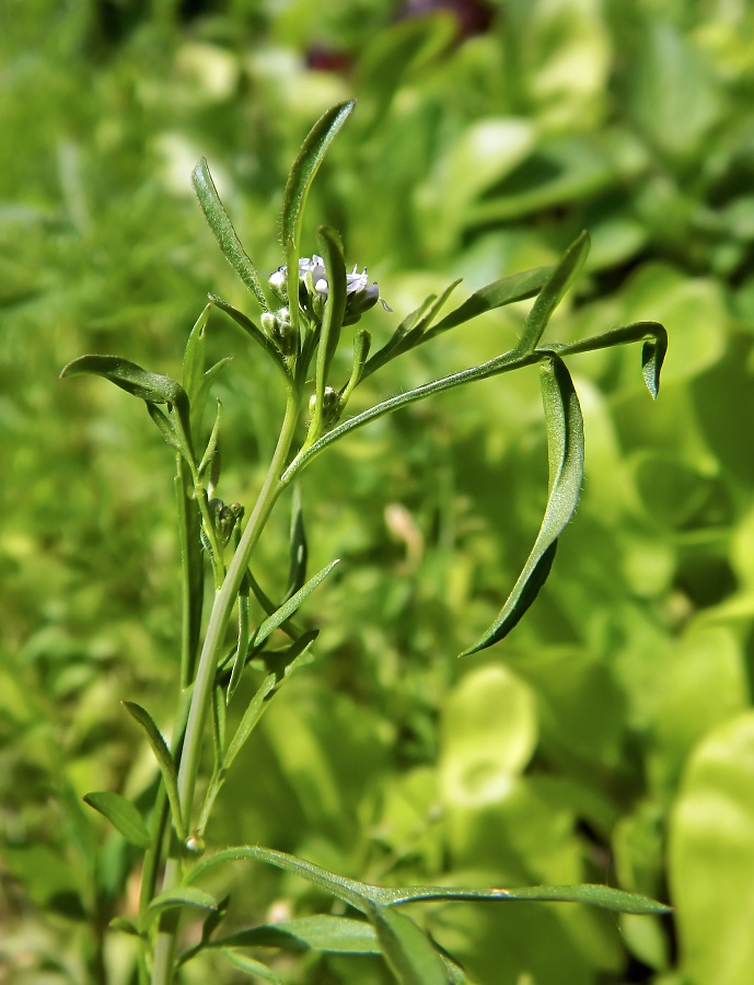 Изображение особи Lepidium sativum.