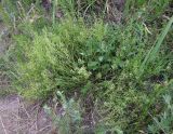 Thesium ramosum. Цветущее растение. Украина, Черкасская обл., Каневский р-н, региональный ландшафтный парк \"Трахтемиров\", ур. \"Монастырок\". 26 мая 2012 г.