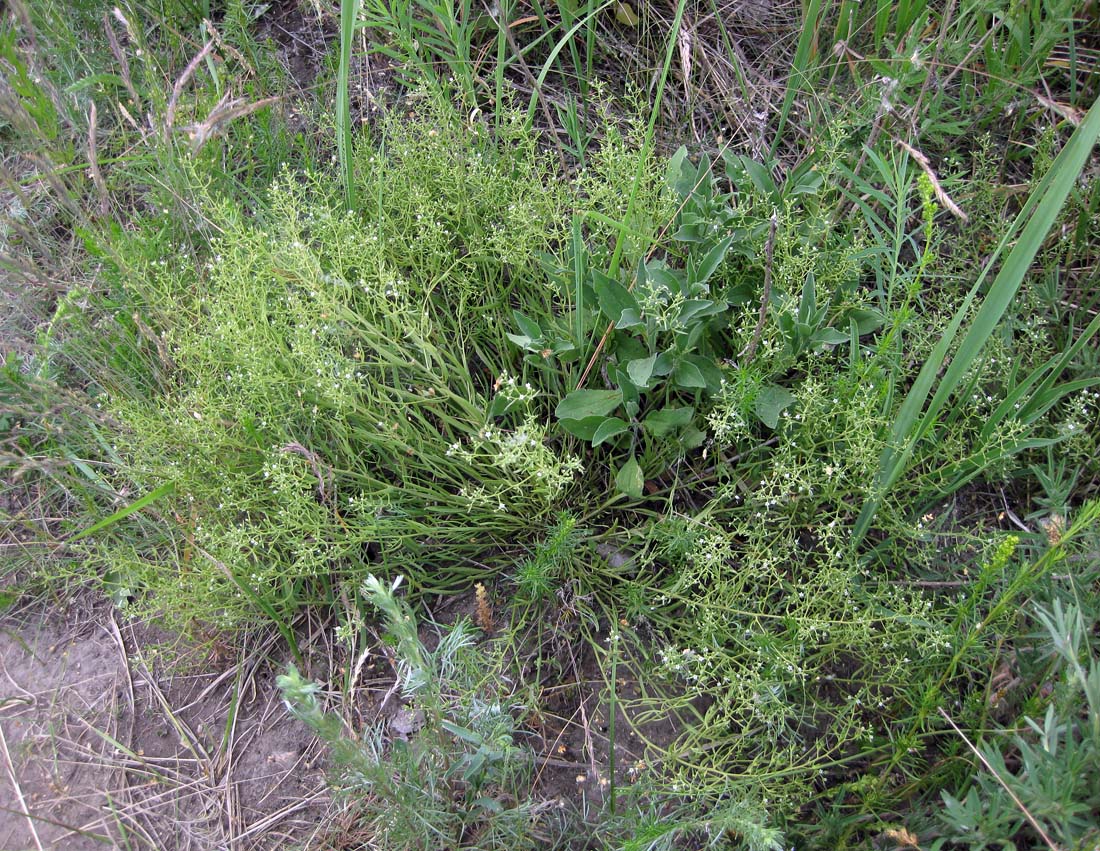 Изображение особи Thesium ramosum.