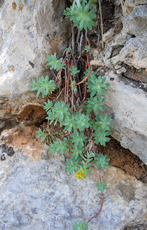 Изображение особи Euphorbia erythrodon.