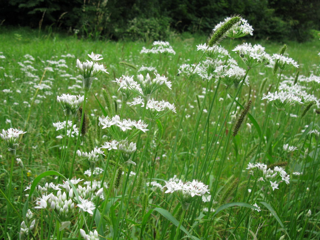 Image of Allium ramosum specimen.