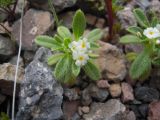 Trigonocaryum involucratum