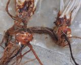 Image of taxon representative. Author is Роланд Цандекидис