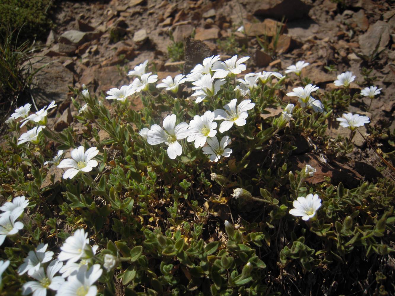 Изображение особи Cerastium polymorphum.