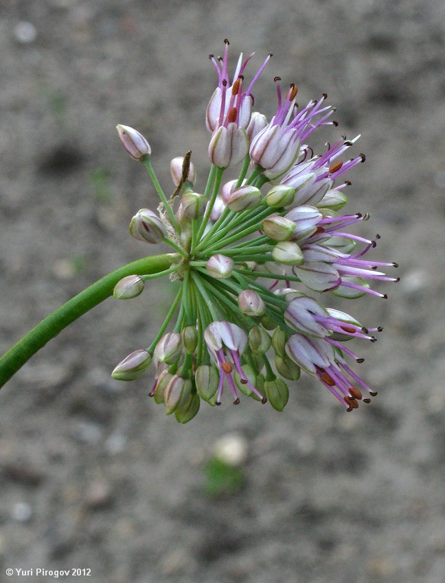Image of Allium tianschanicum specimen.