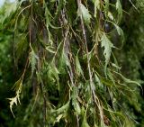 Betula pendula f. dalecarlica