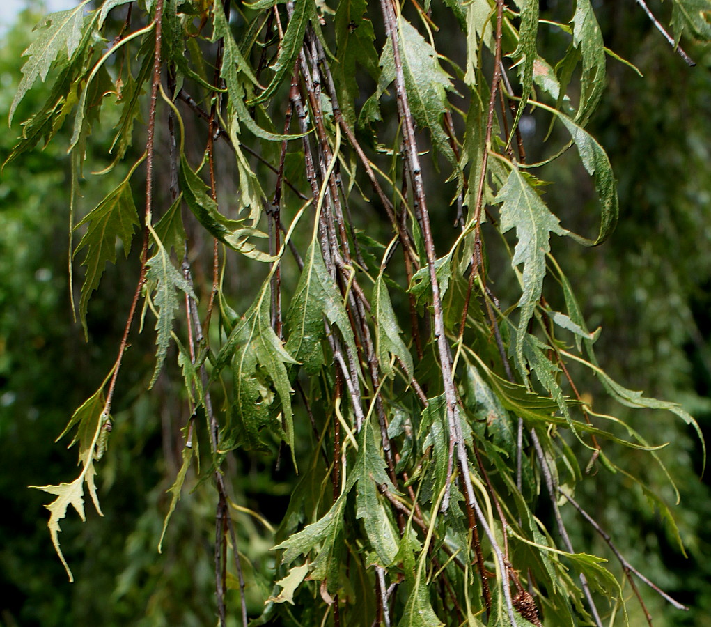 Image of Betula pendula f. dalecarlica specimen.