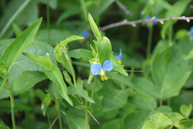 Image of Commelina communis specimen.