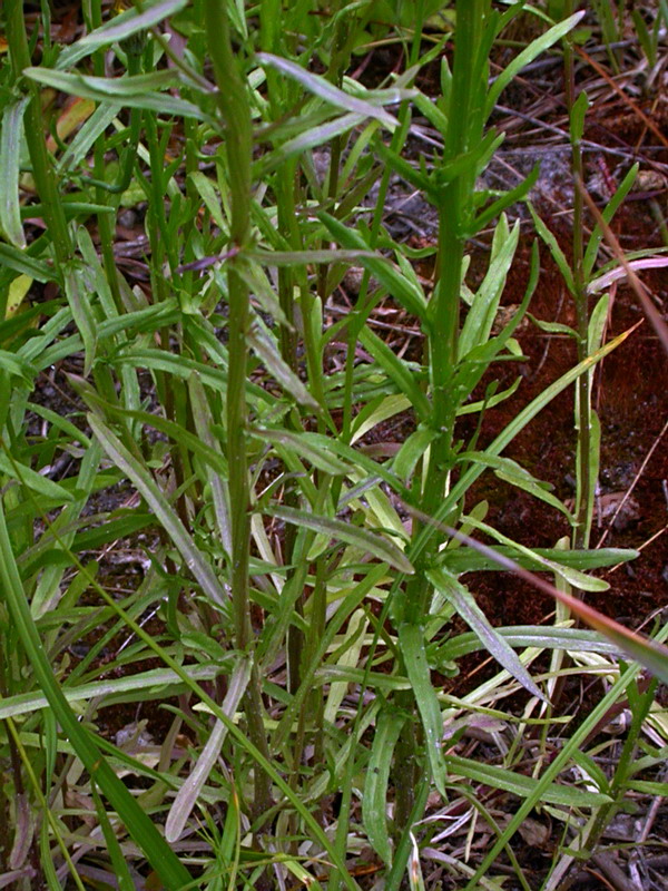 Image of Jasione montana specimen.