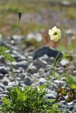 Papaver lapponicum. Цветущее и плодоносящее растение. Мурманская обл., Кольский п-ов, Хибины, долина между массивом Кукисвумчорр и пиком Марченко, к востоку от хр. Пачвумчорр. 03.08.2012.