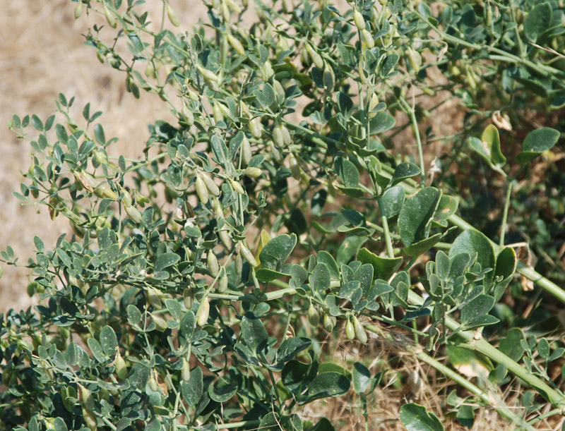Image of Zygophyllum fabago specimen.