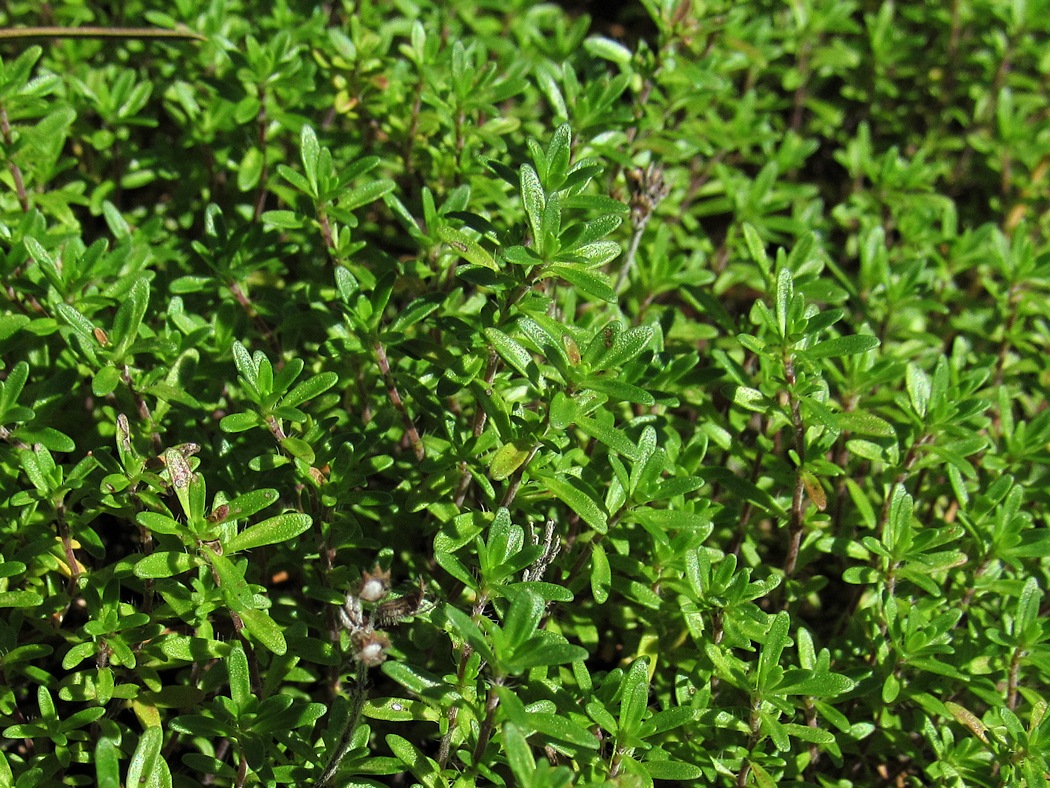 Изображение особи Thymus serpyllum.