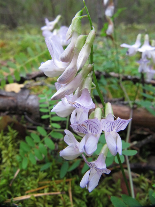 Image of Vicia sylvatica specimen.