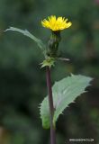Sonchus asper
