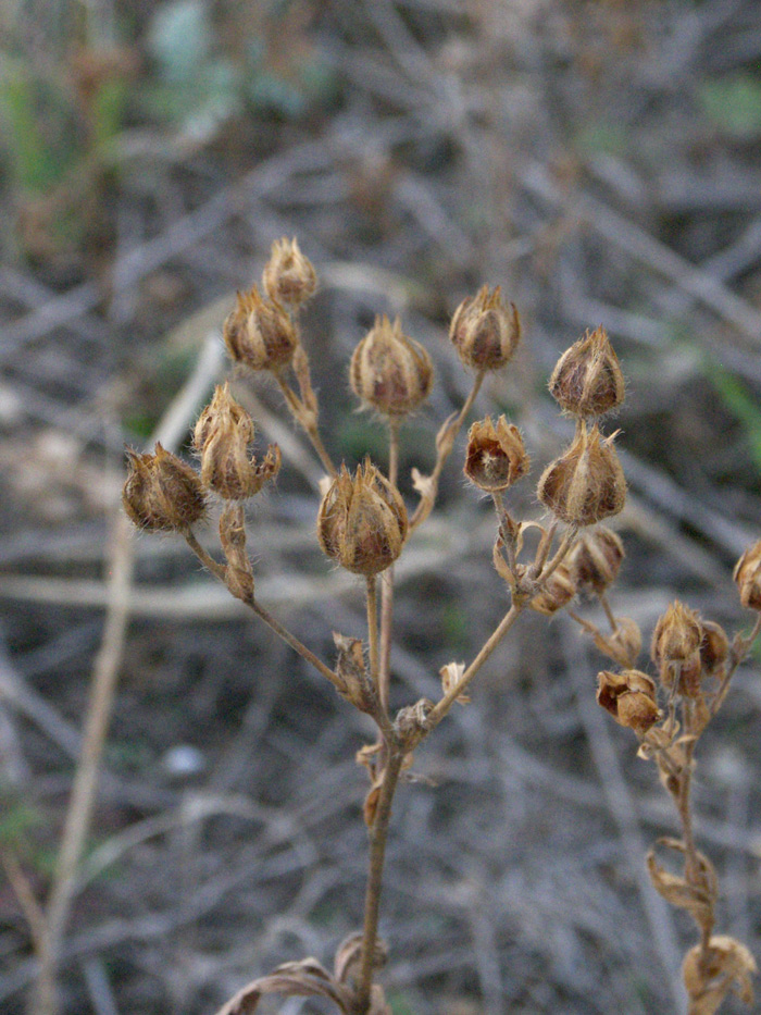 Изображение особи Potentilla adscharica.