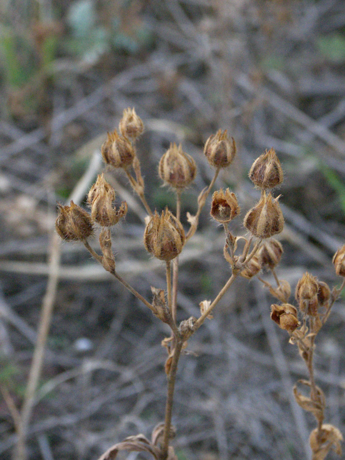 Image of Potentilla adscharica specimen.