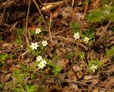 Anemone nemorosa