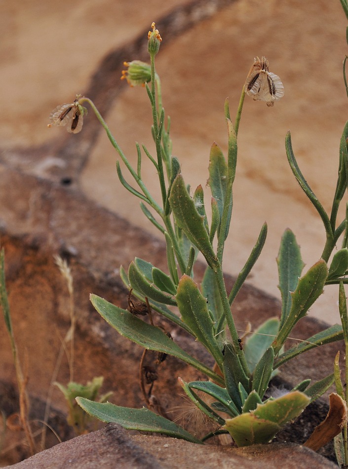 Image of Tripteris vaillantii specimen.